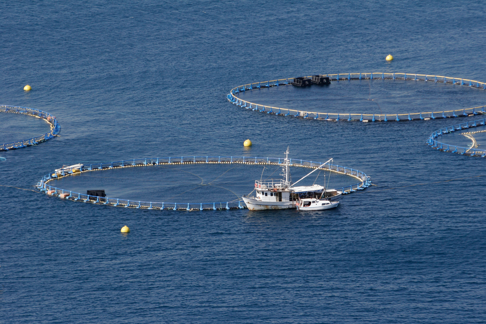 Tuna farming