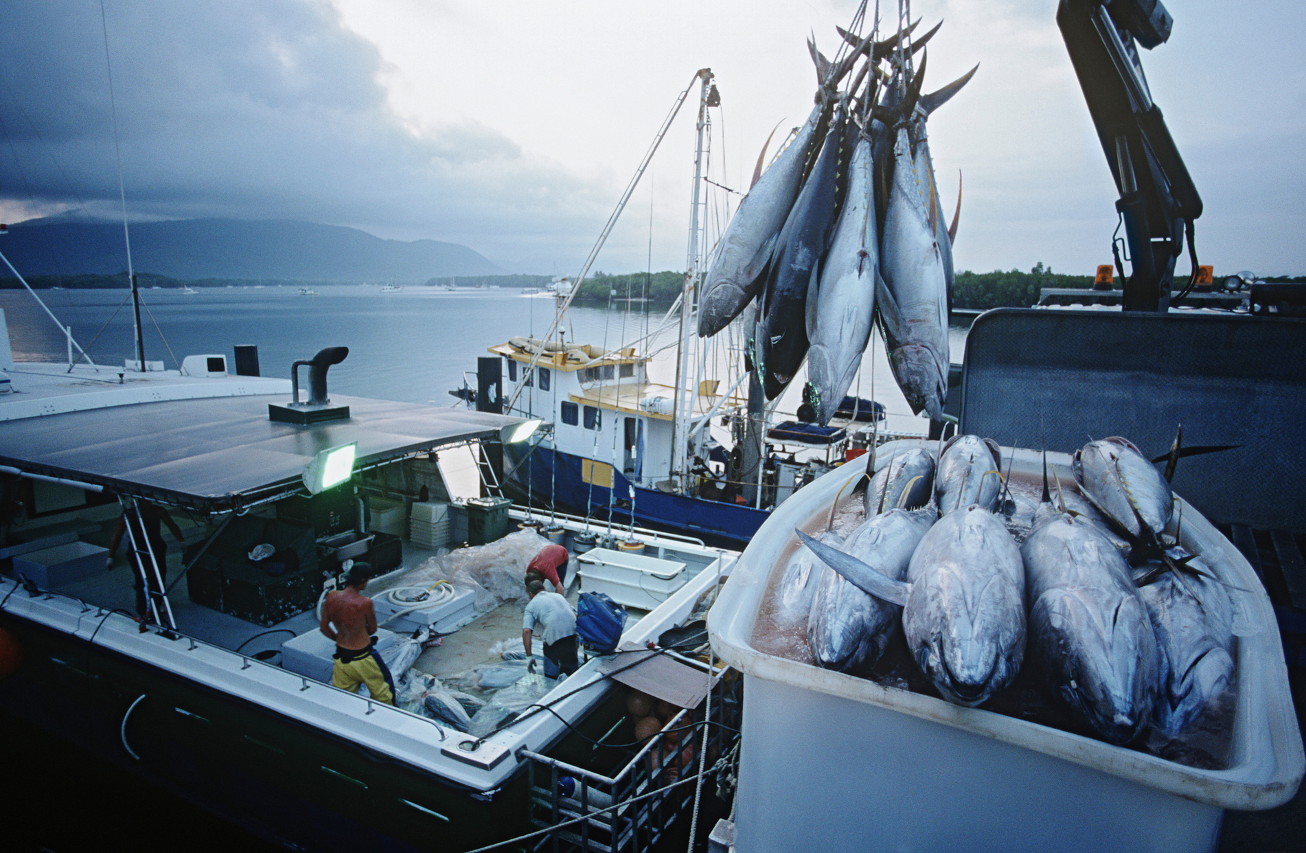 Tuna fish in container on fishing boat dawn cairns australia