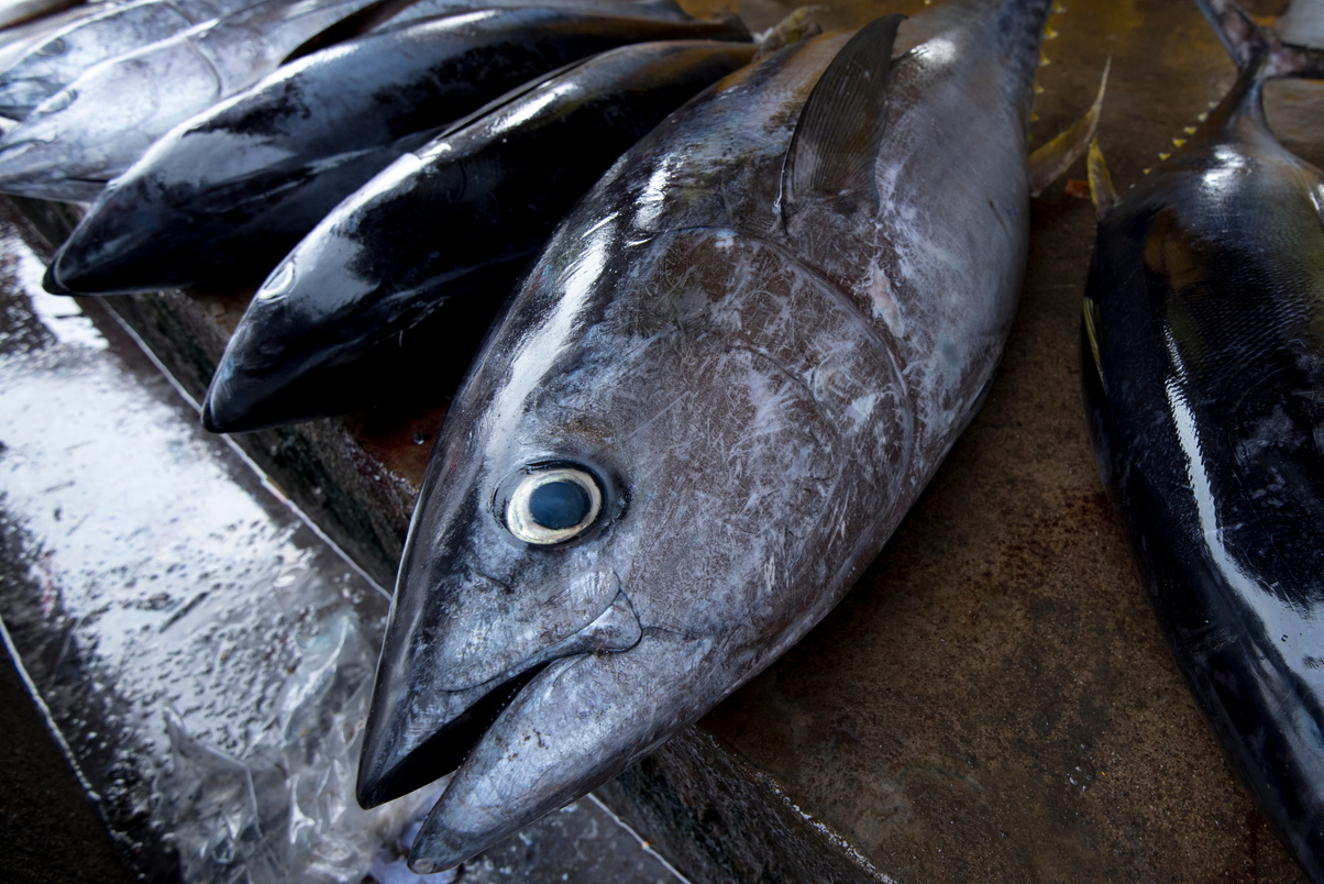 fresh tuna. yellowfin tuna in the market