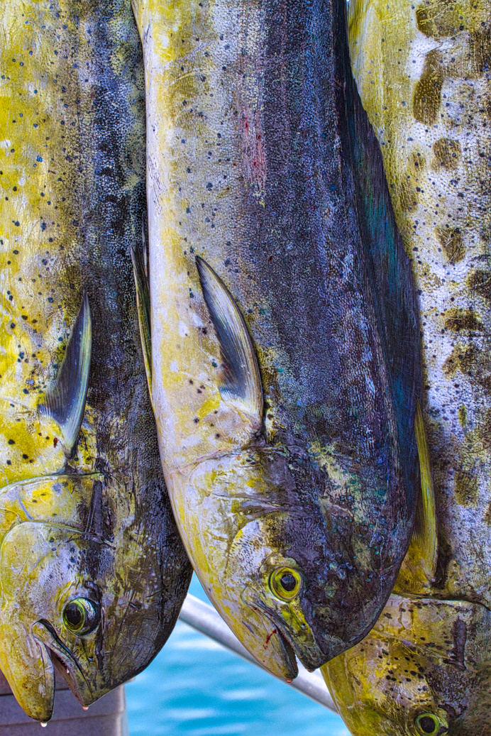 Mahi Mahi hanging at a fish market.